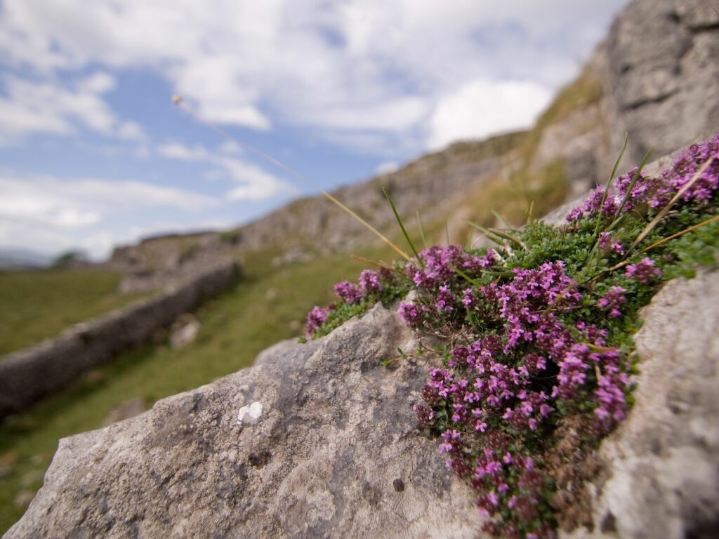 Wild Thyme at Winskill Stones Nature Reserve