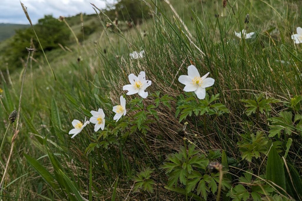 Wood Anemone
