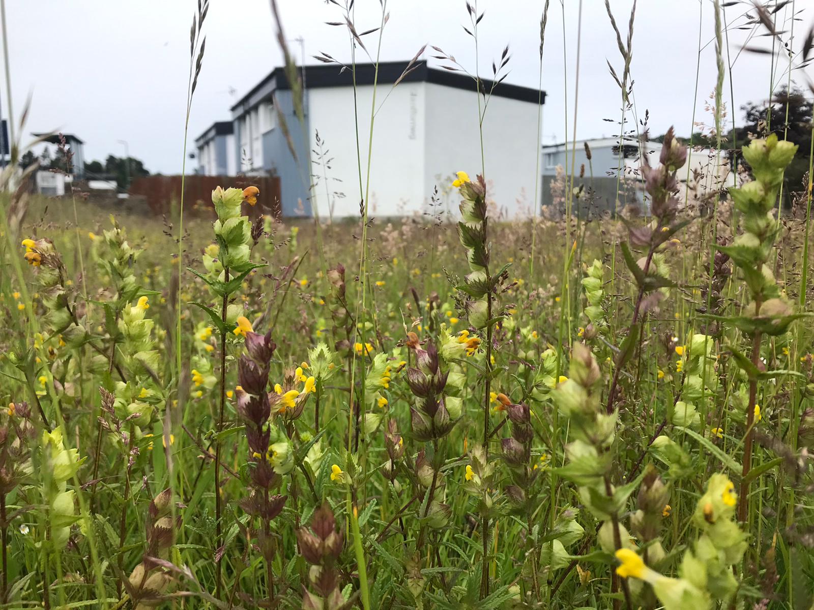 Increase the Number of Wildflowers in Your Lawn Plantlife