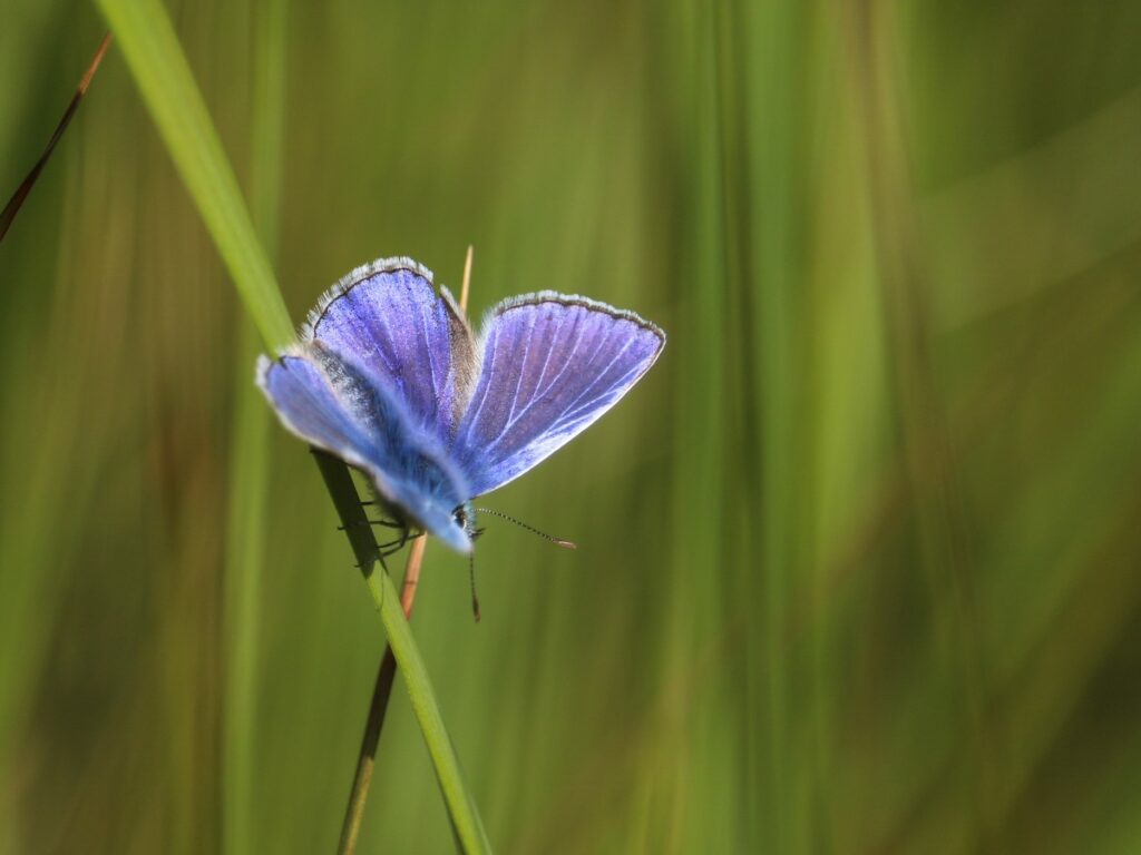Blue Butterfly on a grass lawn