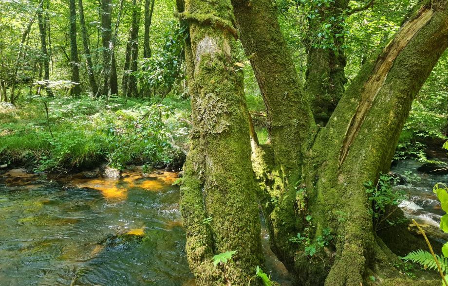 Tree covered with lichen in front of a stream of water