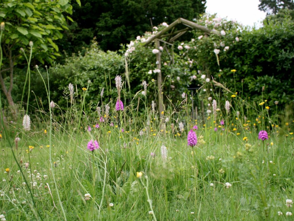 pyramidal orchids and wildflower in garden lawn
