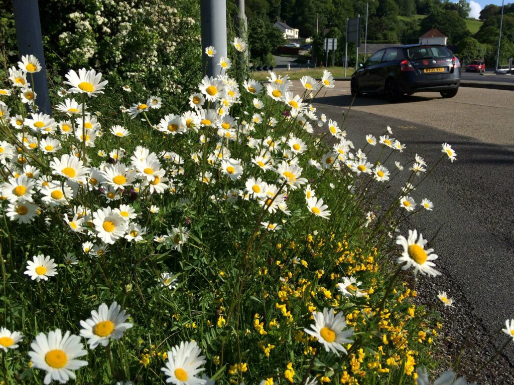 Oxeye daisies blossoming on a road verge