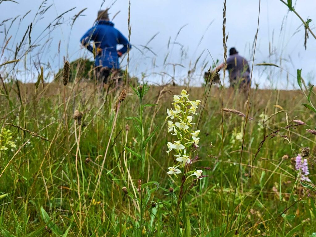 Volunteers counting orchids at Cae Blaen Dyffryn nature reserve