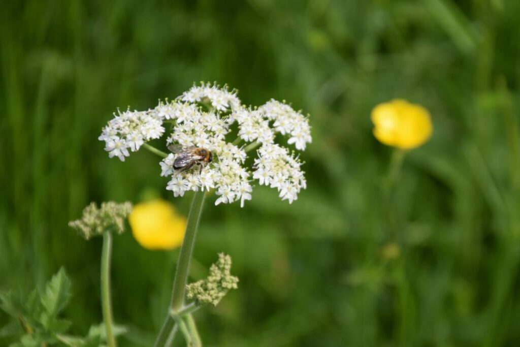 A bee enjoying the wildflowers