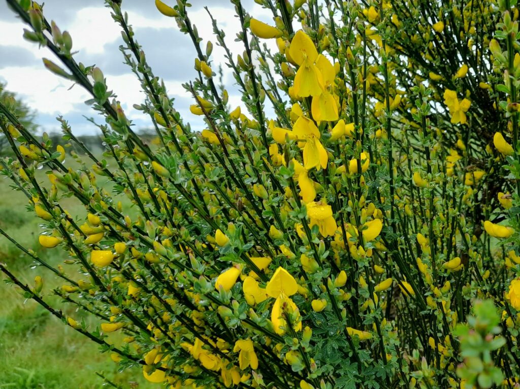 Broom at Cae Blaen-dyffryn