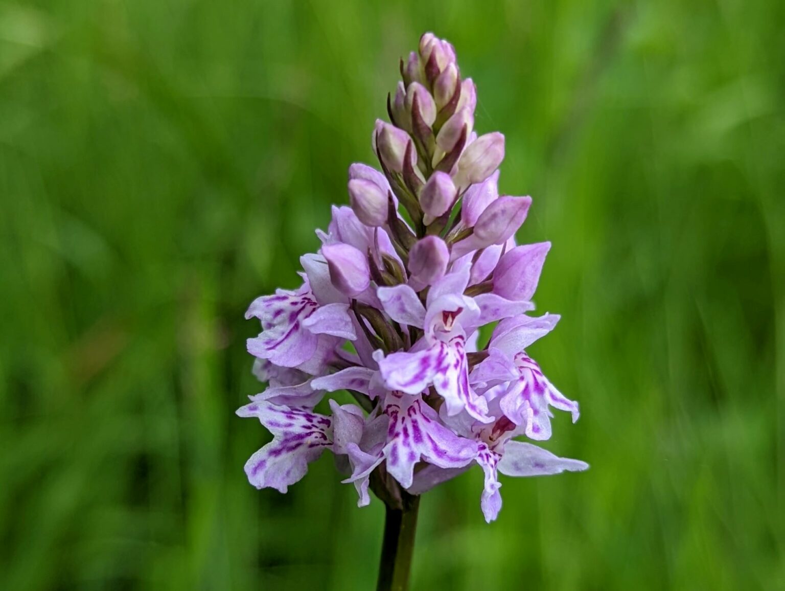 Where And When To See Wild Orchids In The UK Plantlife Common Spotted Orchid Sarah Shuttleworth 1536x1156