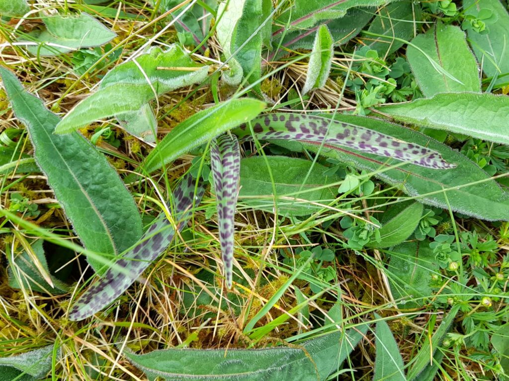 Dactylorhiza orchid leaves