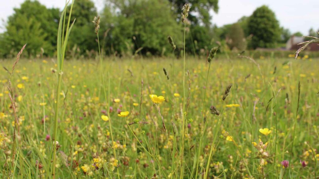 A hay meadow at Gilbert Whites House