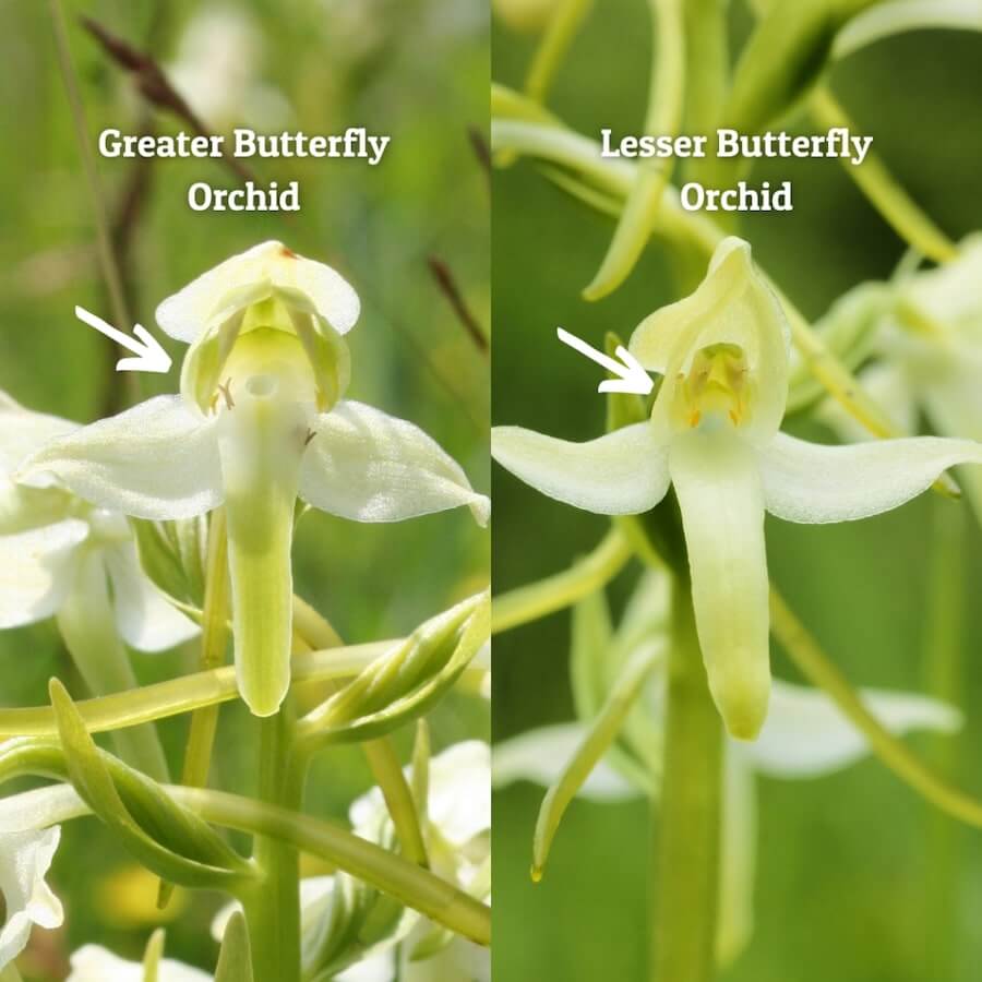Butterfly orchid differences.