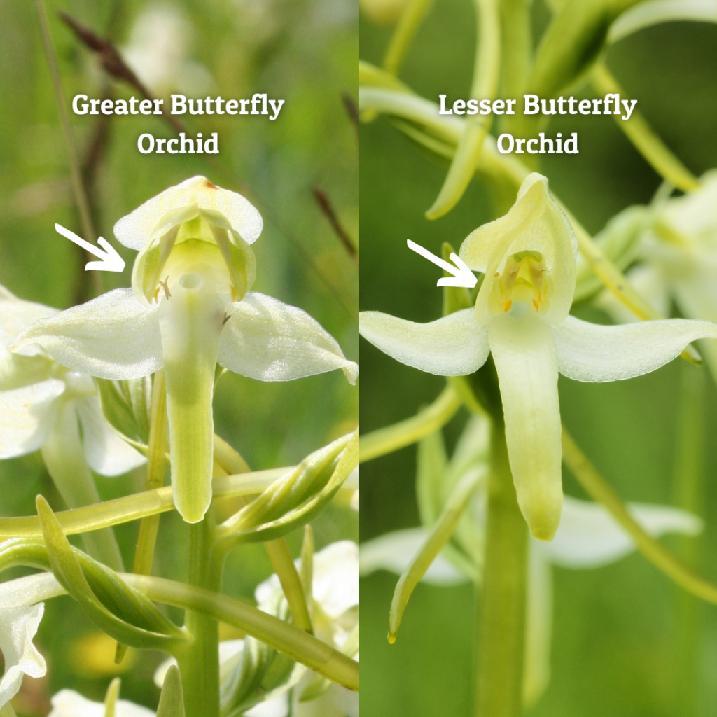 Butterfly orchid differences