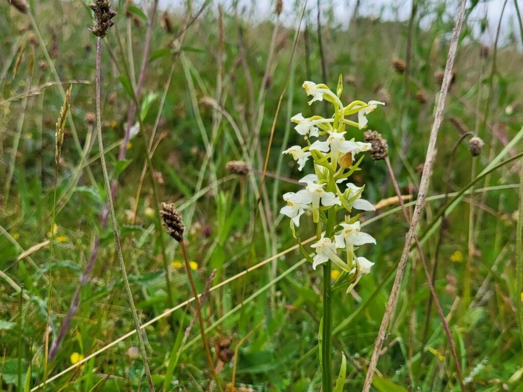 A greater butterfly orchid in a meadow