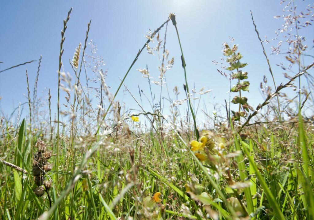 A hay meadow in Pembrokeshire with a blue sky