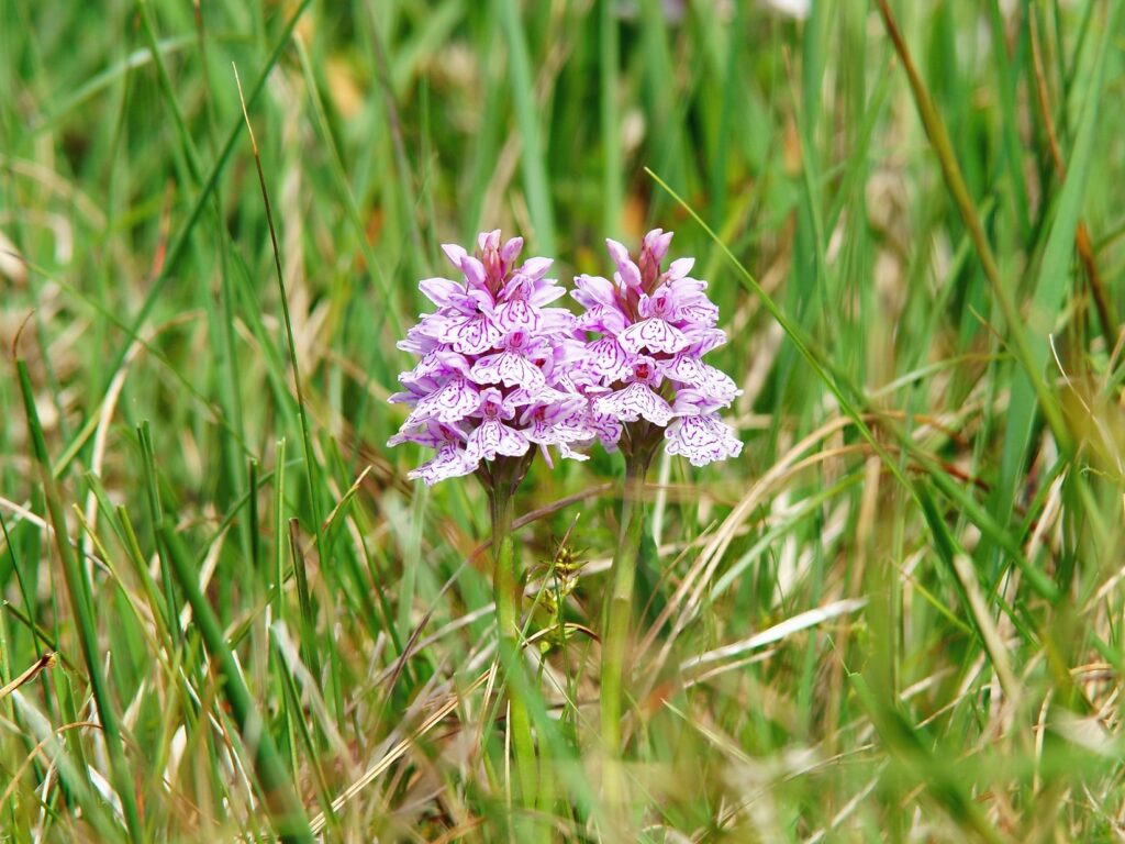 Heath Spotted Orchid