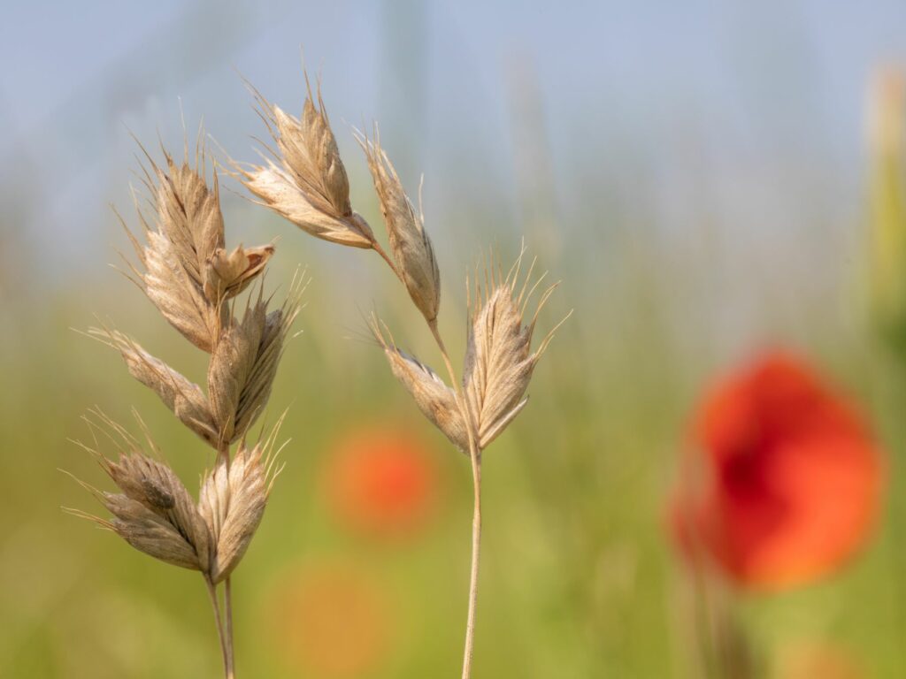 Interrupted Brome with a poppy backdrop