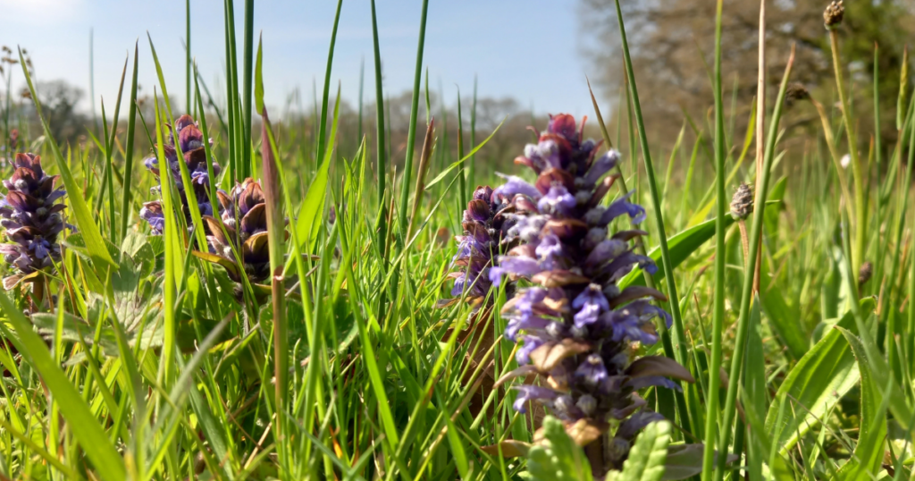 Beautiful wildflowers including blue Bugles pictured in the grassland at Ryewater Nature Reserve