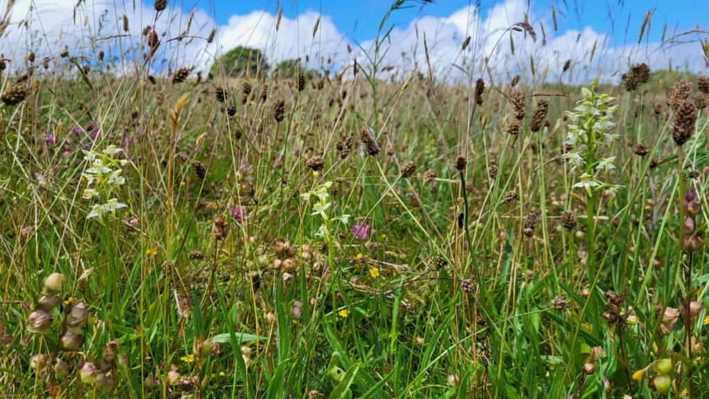 Orchid sward at Cae Blaen Dyffryn