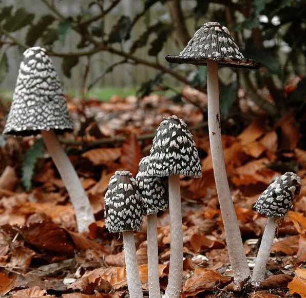 Collection of Magpie Inkcaps