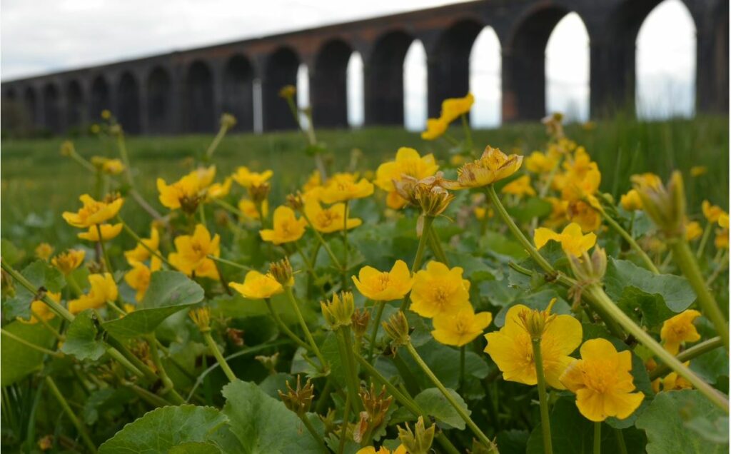 yellow flowers in a meadow with a bridge behind