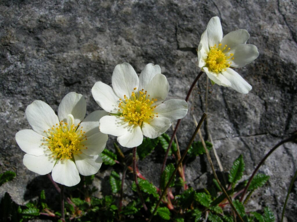 Mountain Avens