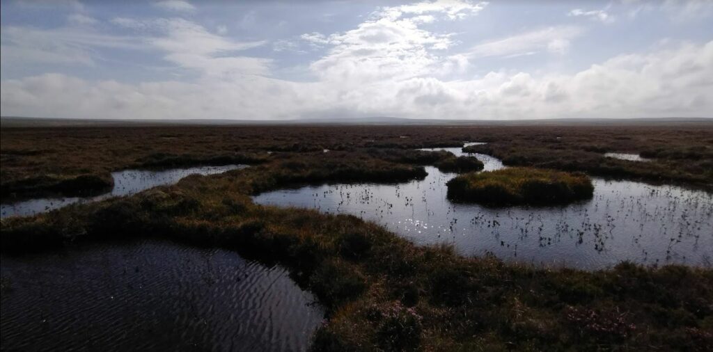 Water pools and peat plants landscape