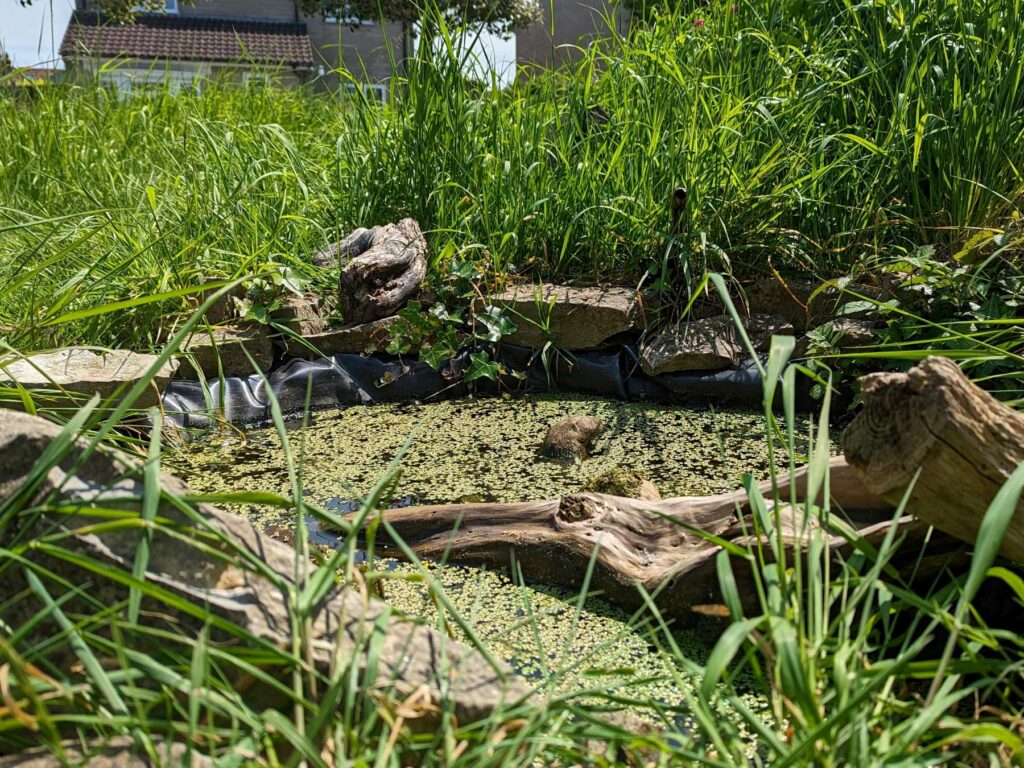 No Mow May garden lawn with pond