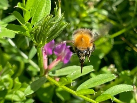 No Mow May lawn with bee