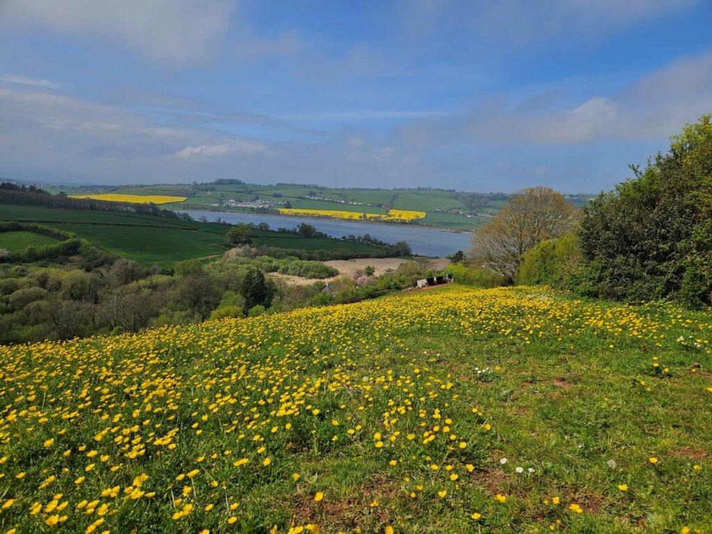 No Mow May field