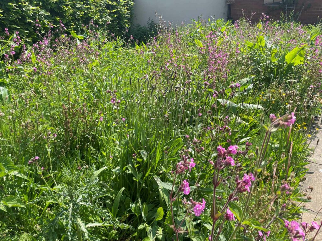 No Mow May garden lawn