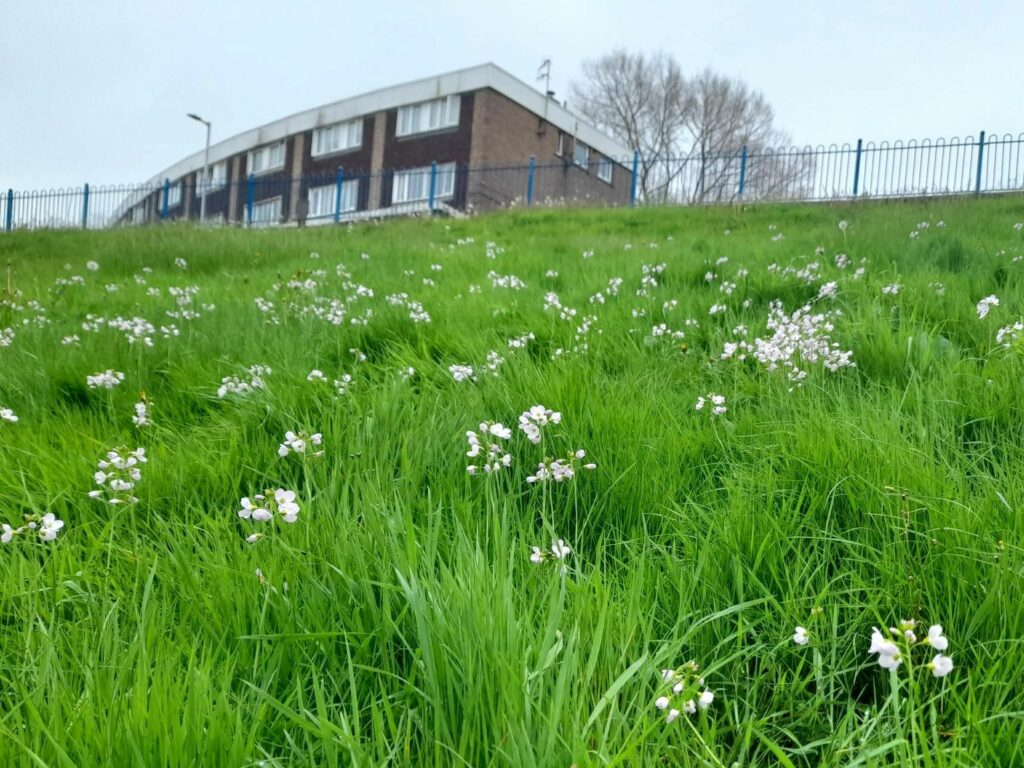No Mow May green space in a town verge