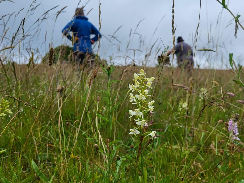 Volunteers counting orchids at Cae Blaen Dyffryn nature reserve