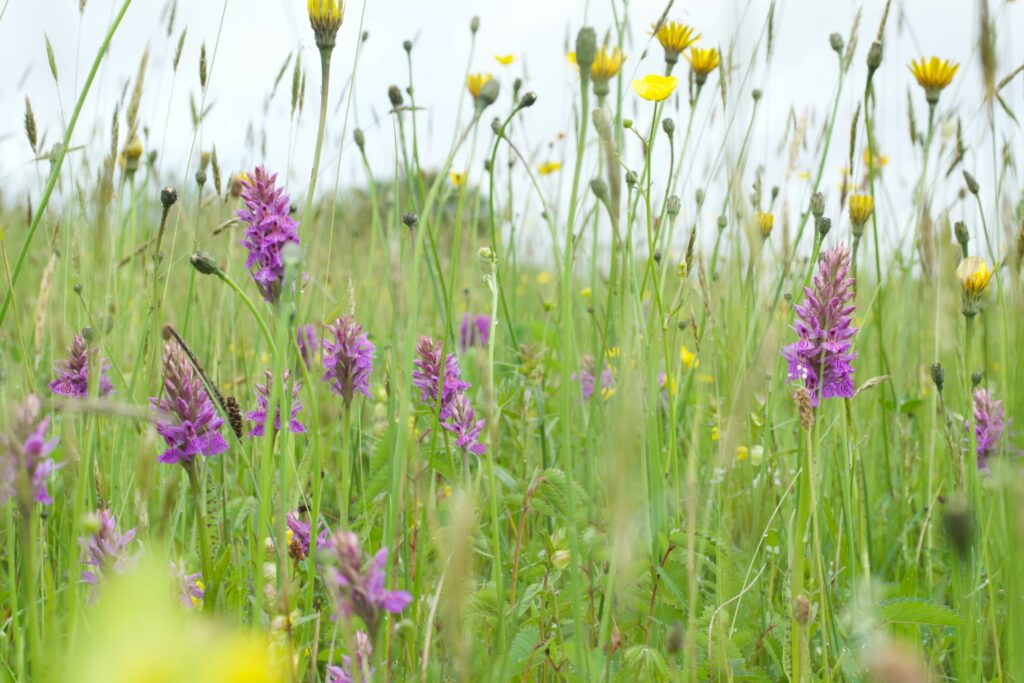 Orchid meadow