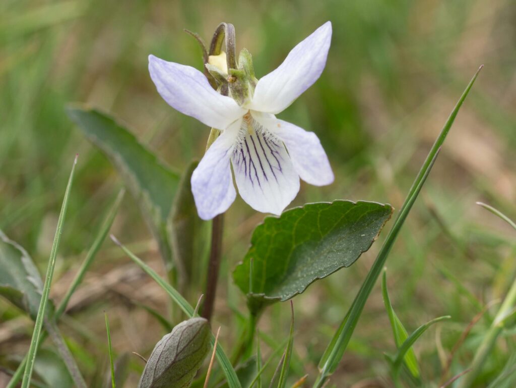 Pale dog-violet in grass