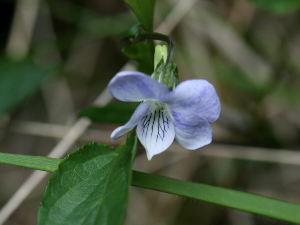 Pale dog-violet in grass