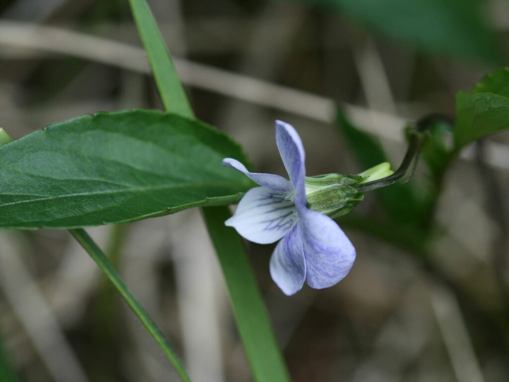 Pale dog-violet in grass
