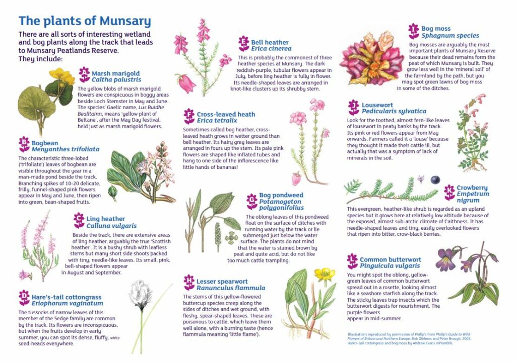 illustration of 12 plants with description of each one of them