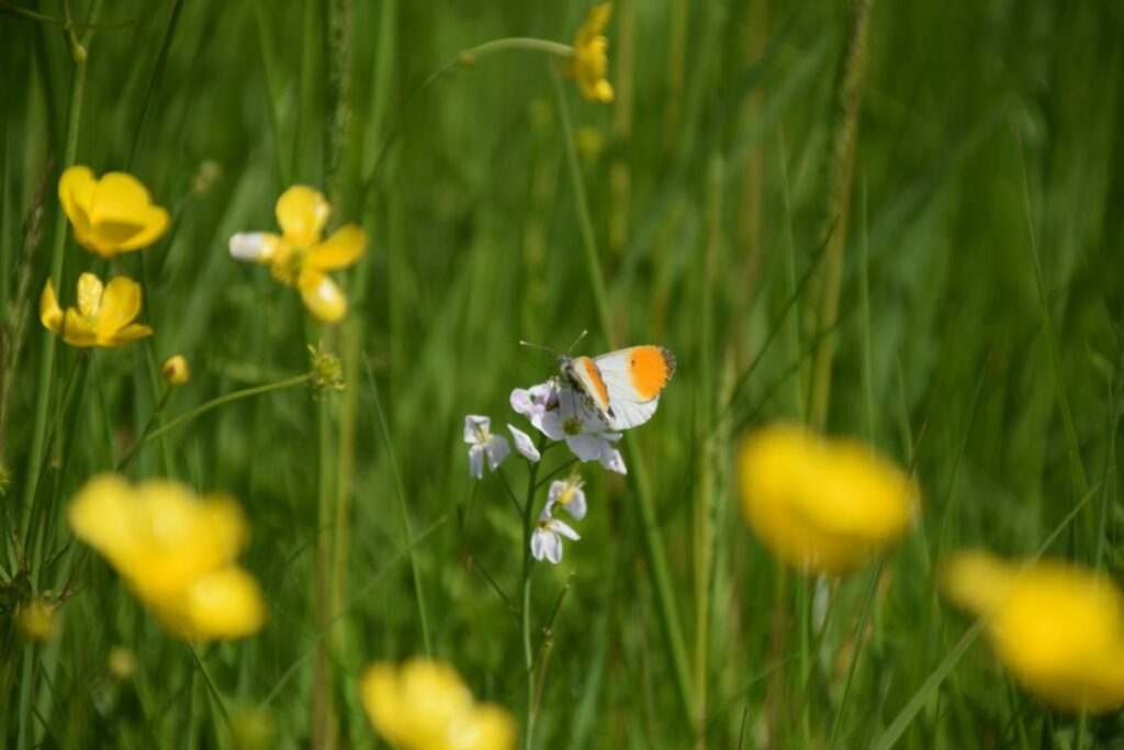 Pollinators enjoying the summer blooms at Seaton Meadows