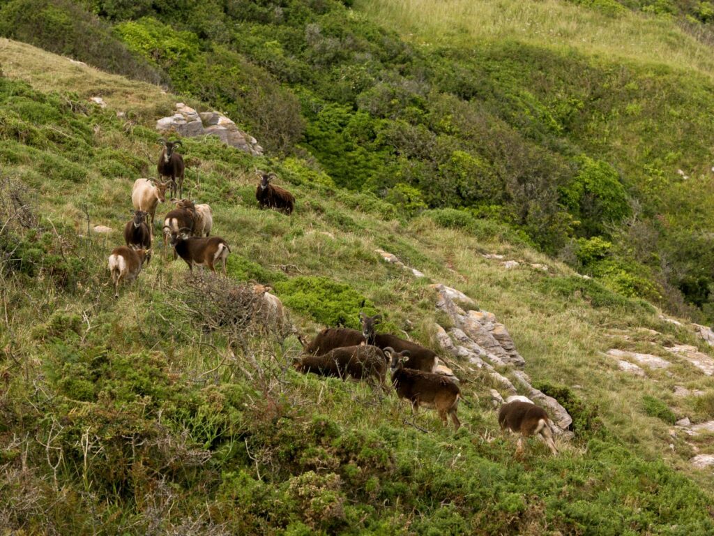 Sheep grazing in Devon