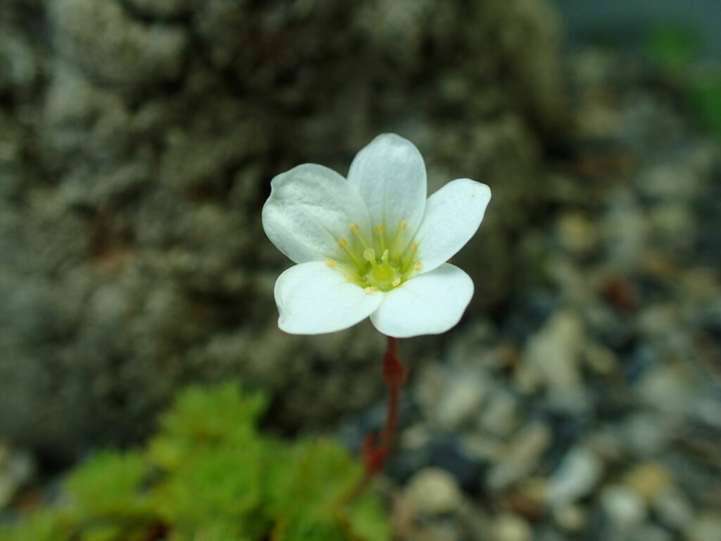 Rosy Saxifrage - Robbie Blackhall-Miles