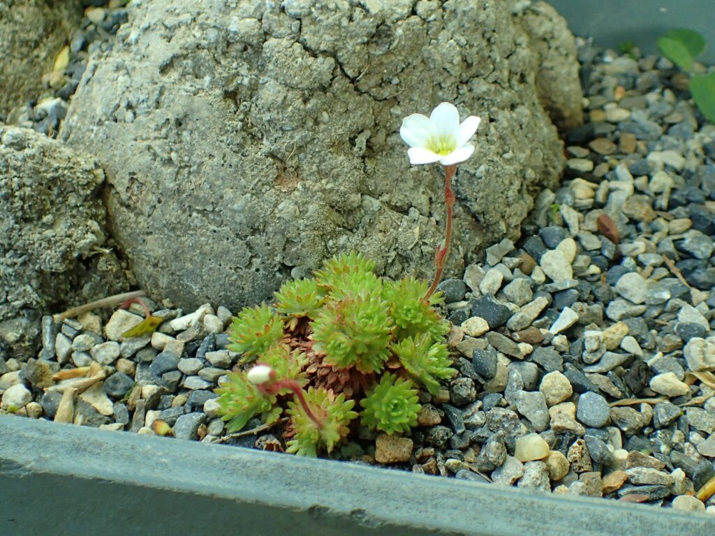 Rosie Saxifrage - Robbie Blackhall-Miles