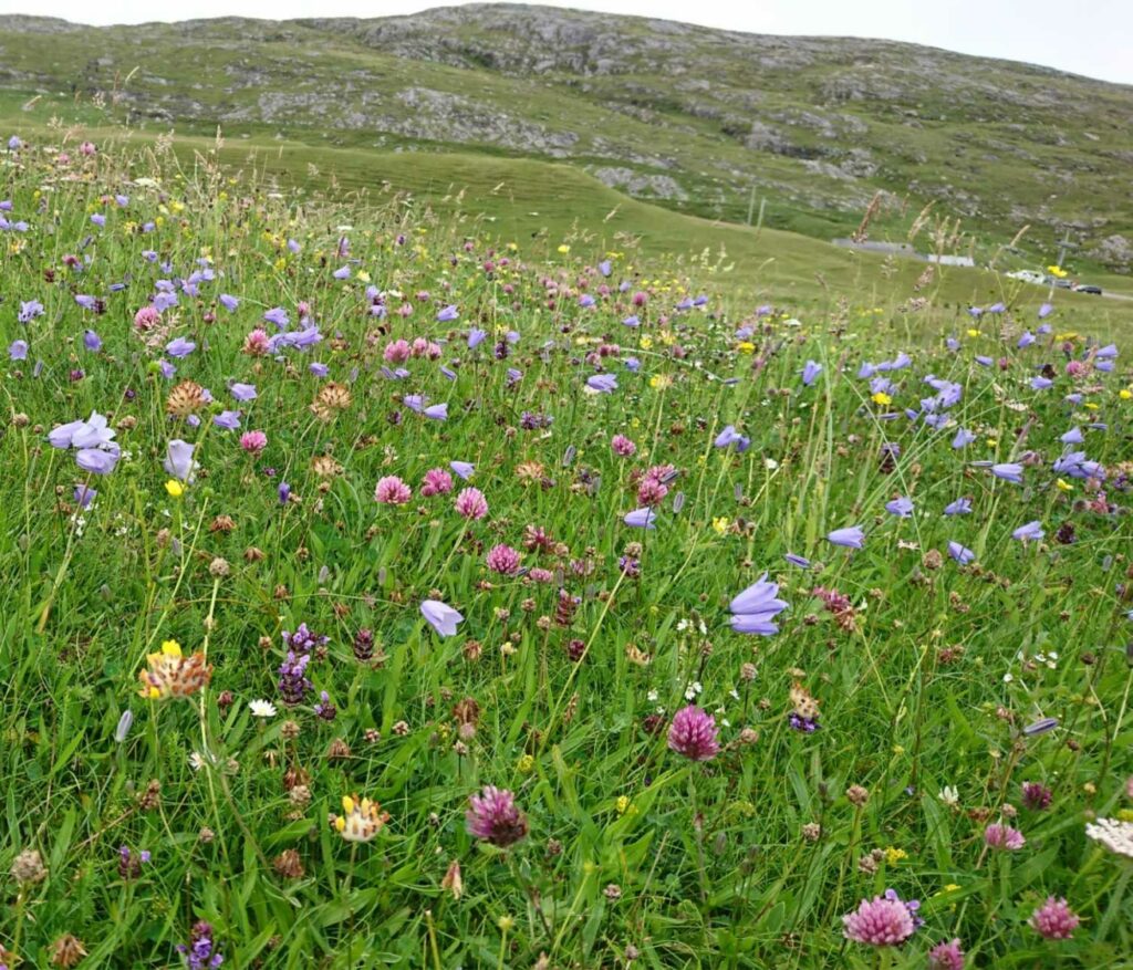 a field of grass field with a variety of flowers in pink, purple, yellow and white