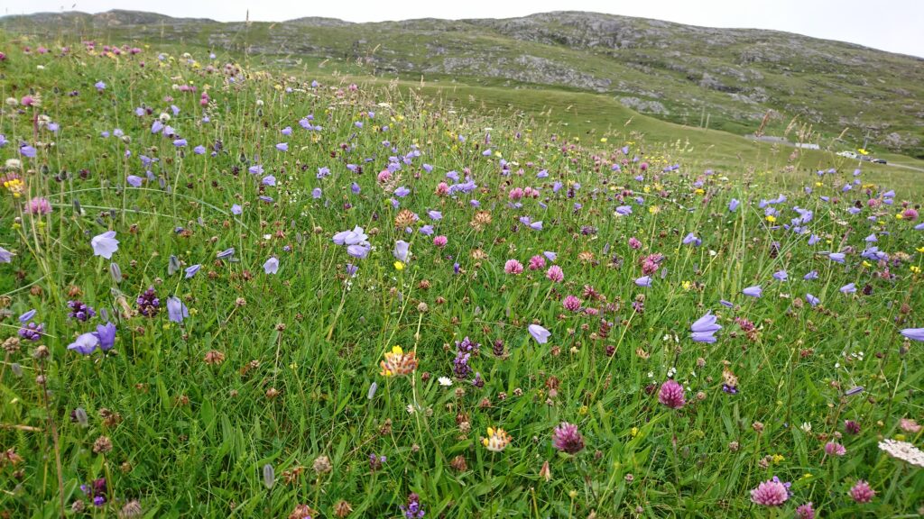 field full of variety of flowers in pink, yellow purple