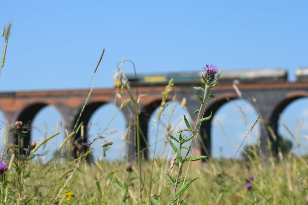 Train passing over the viaduct at Seaton Meadows