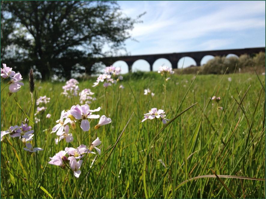 White flowers on a field of grass with a bridge on the background