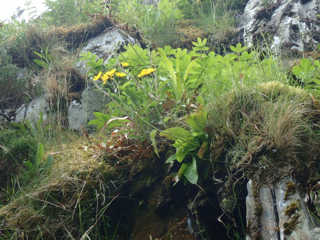 Snowdon Hawkweed