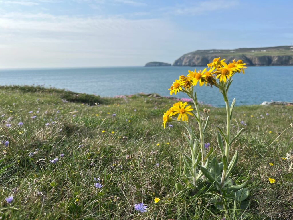 South Stack Fleawort by the coast