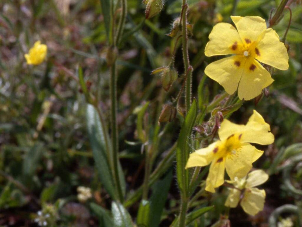 A spotted rock rose in grass