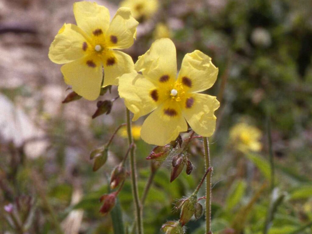 A spotted rock rose in grass