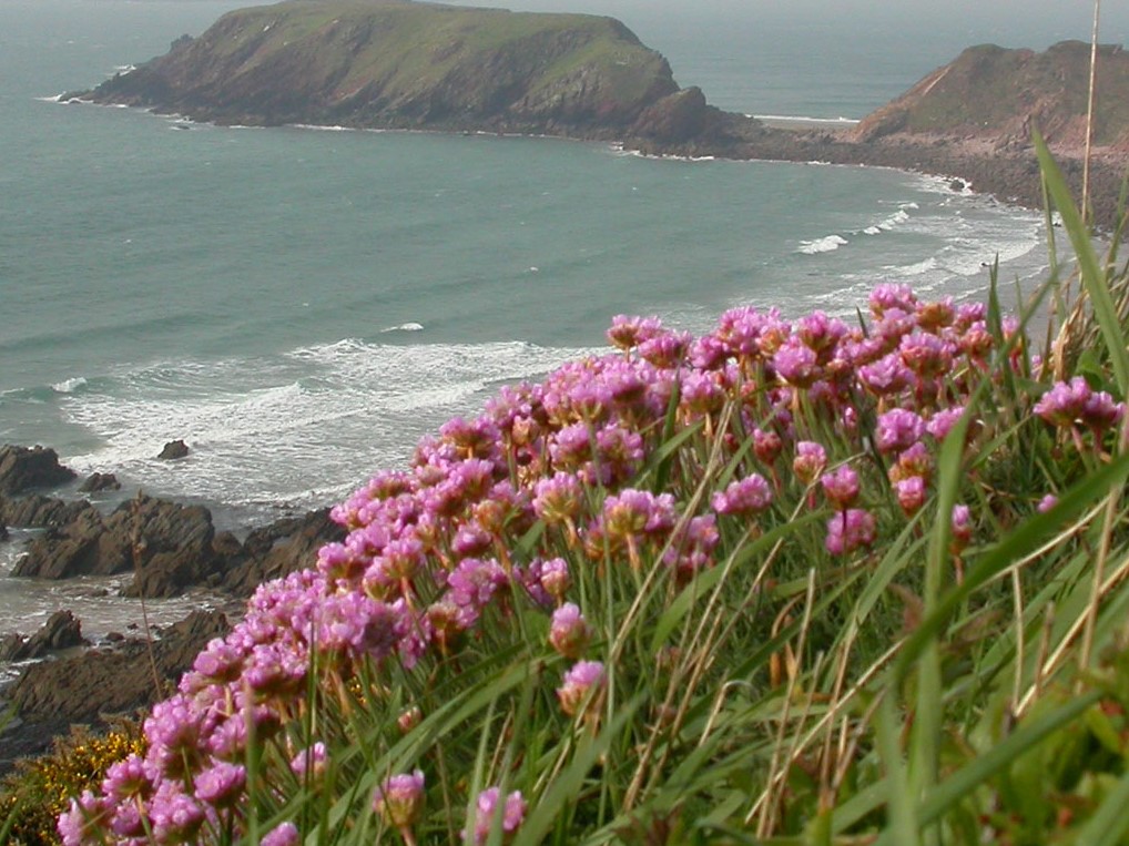 Thrift growing on the Gower