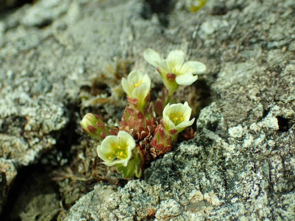 small flowers growing in between rocks